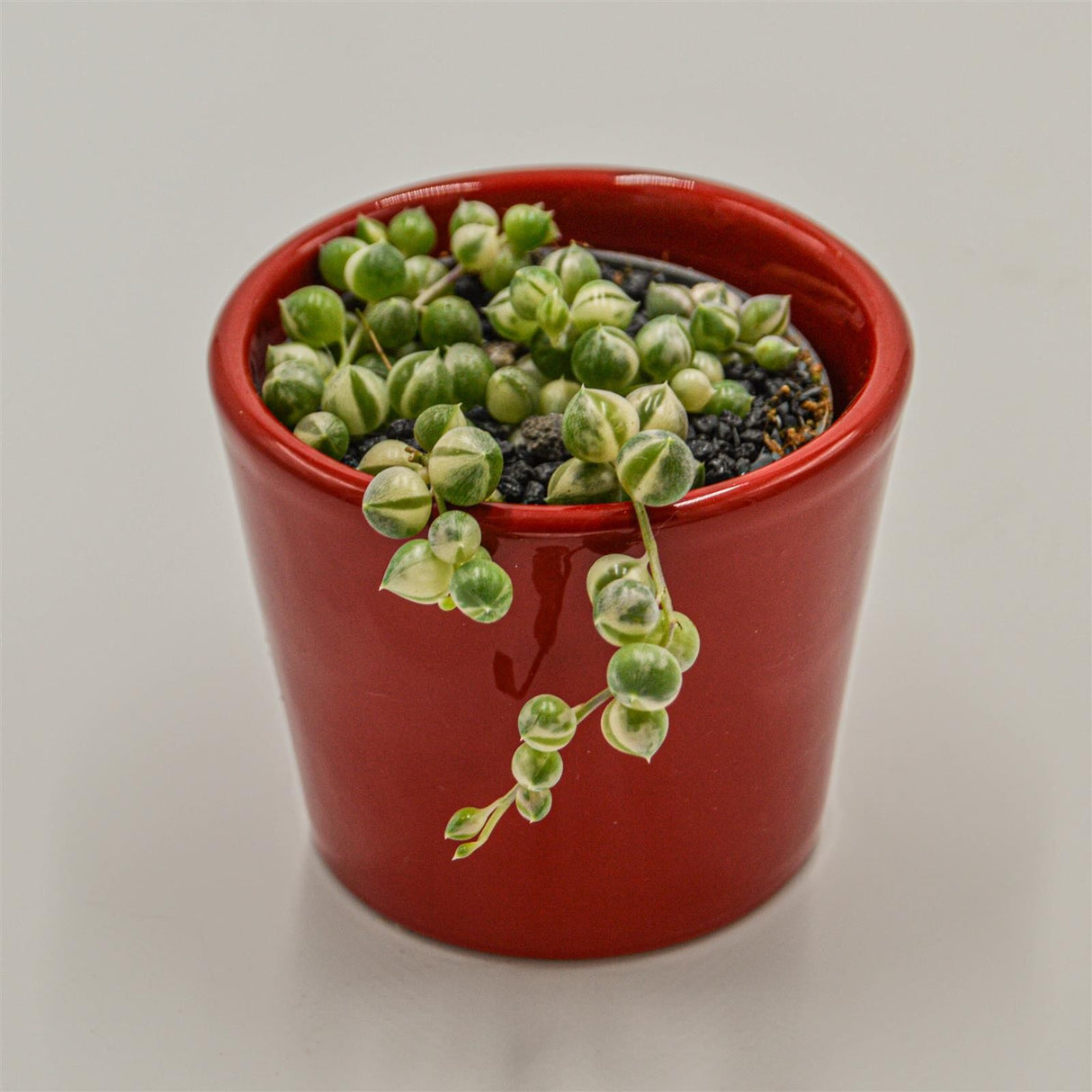 Senecio rowleyanus f. variegata - 6cm