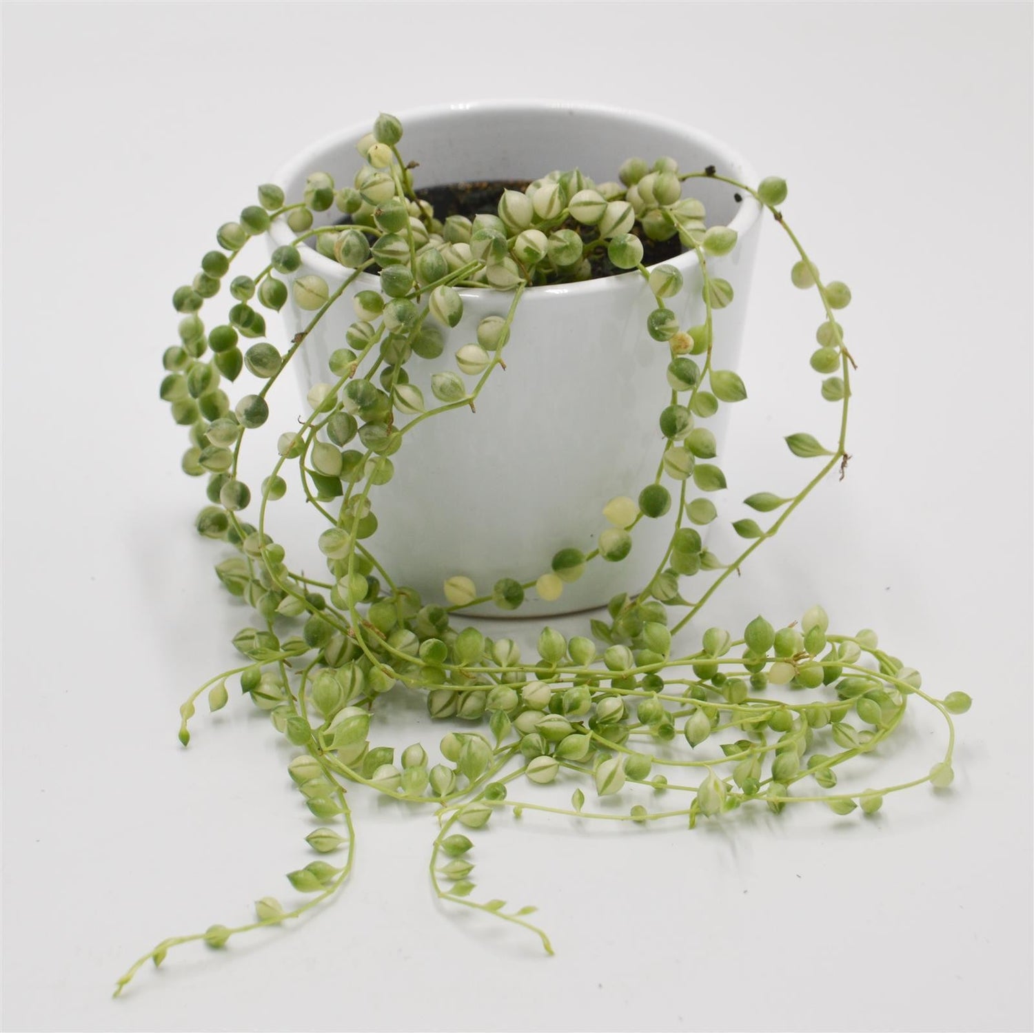 Senecio rowleyanus f. variegata - 8cm