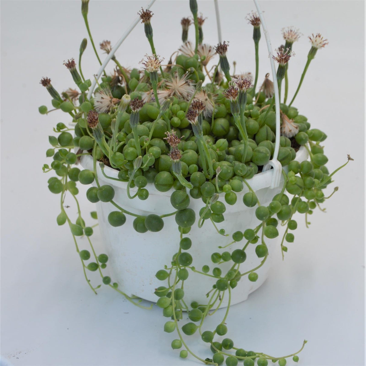 Senecio rowleyanus - 15cm Ampel