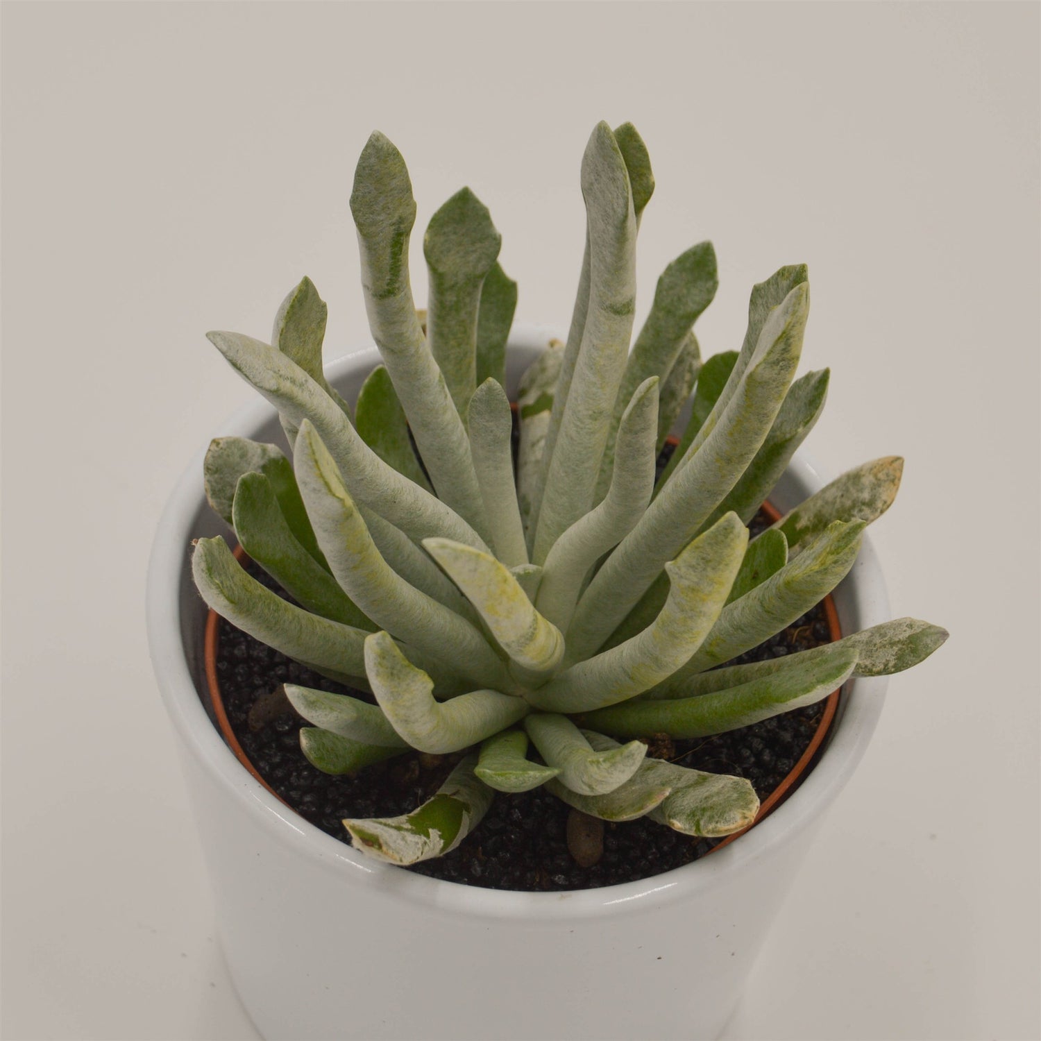 Senecio scaposus v. addoensis - 10,5cm