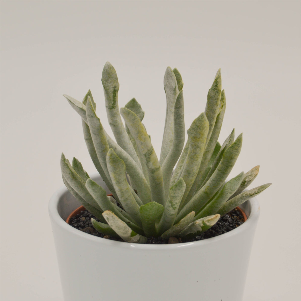 Senecio scaposus v. addoensis - 10,5cm