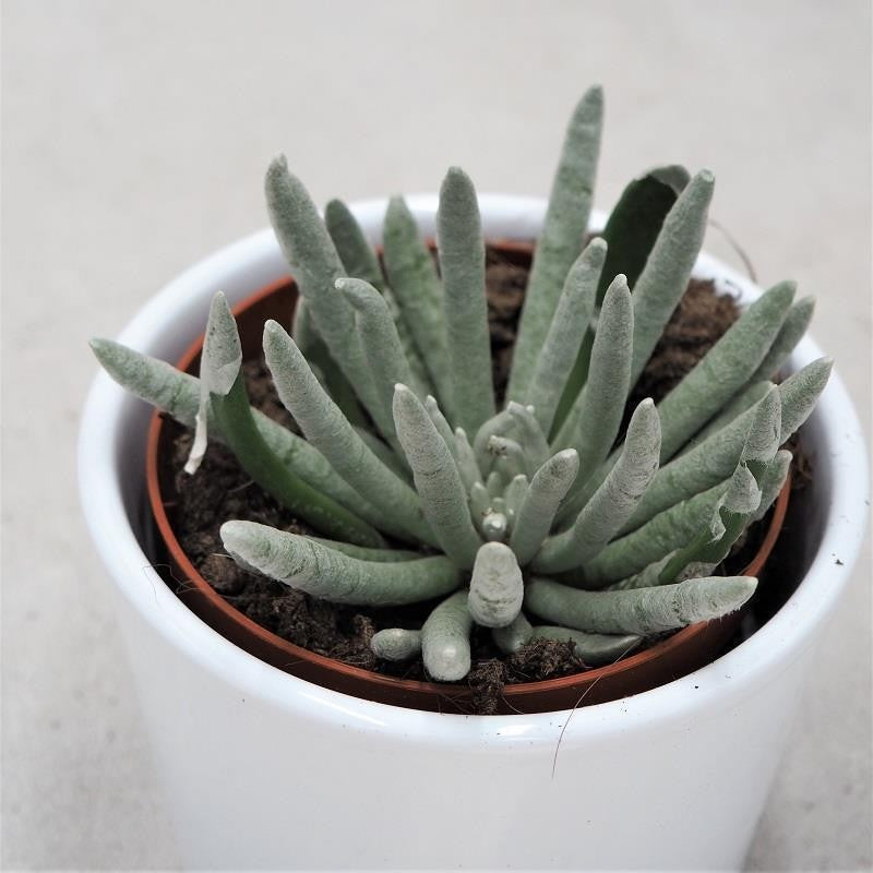 Senecio scapusis - 8,5cm