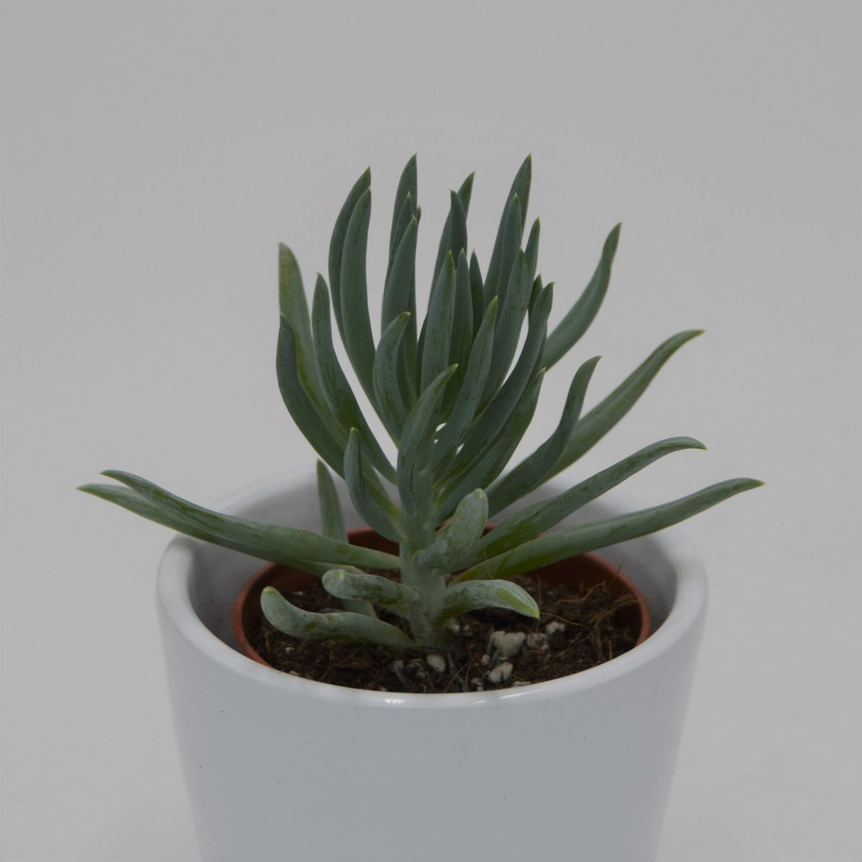 Senecio serpens v. minor - 5,5cm