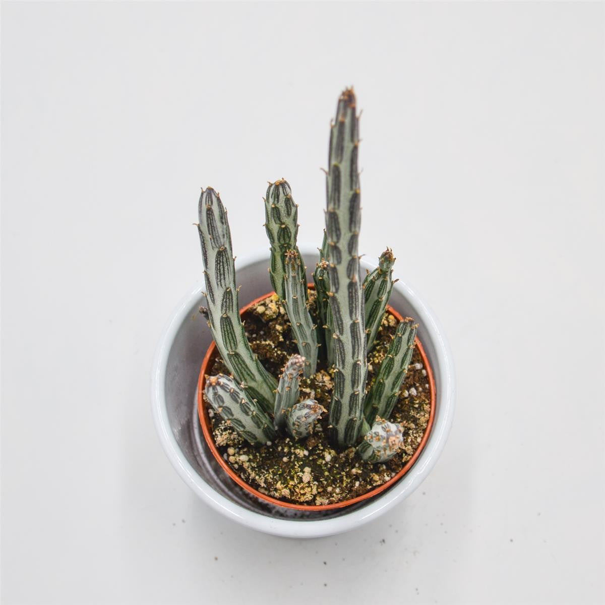 Senecio stapeliiformis - 8,5cm