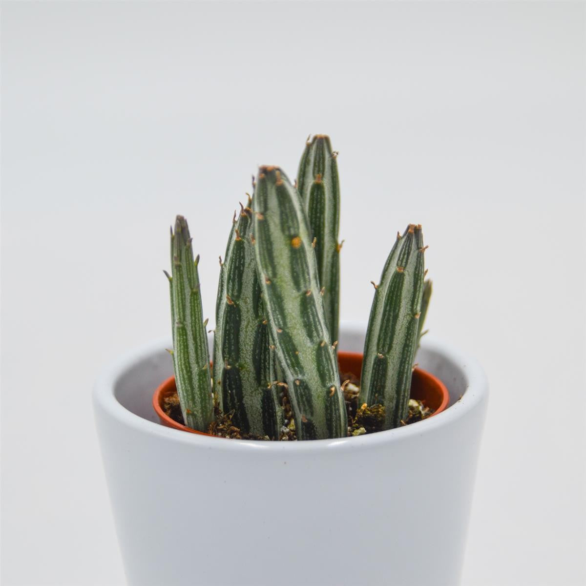 Senecio stapeliiformis - 5,5cm