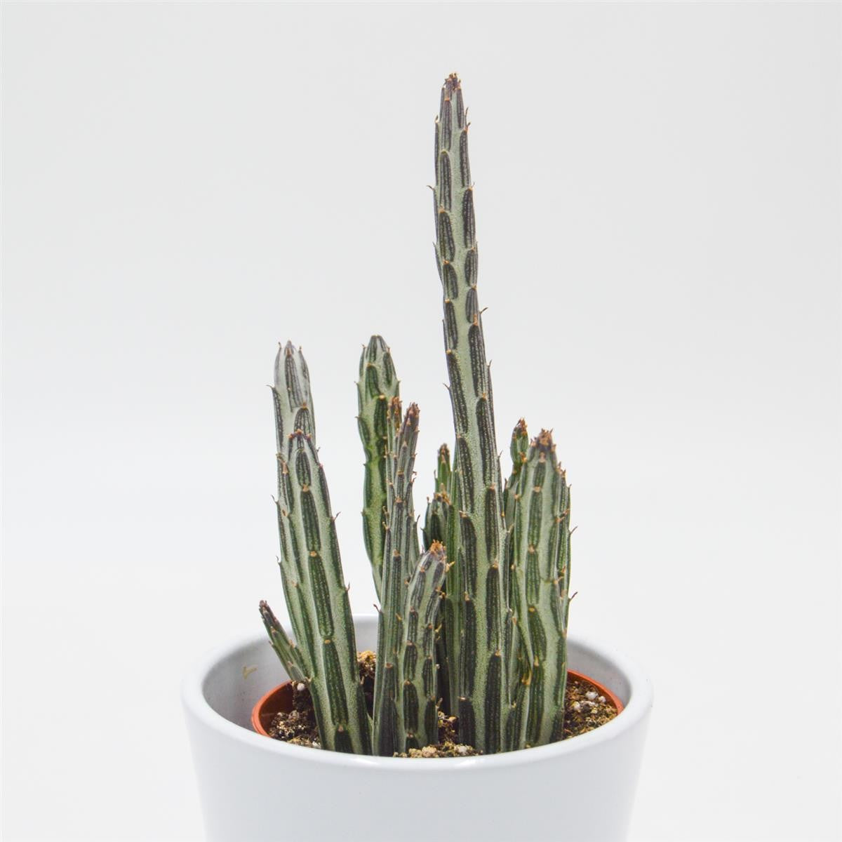 Senecio stapeliiformis - 8,5cm