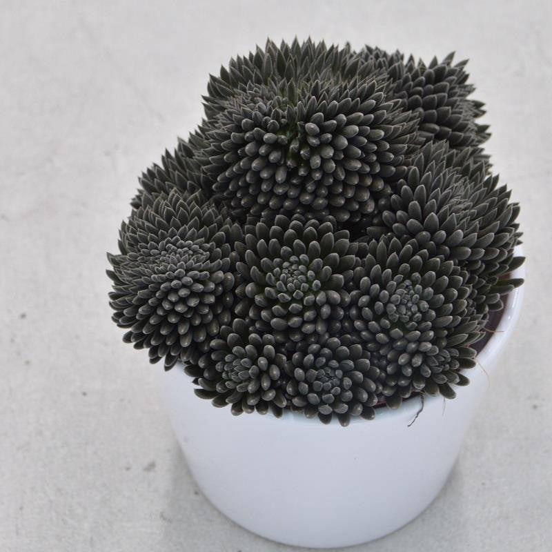 Sinocrassula yunnanensis - 10,5cm