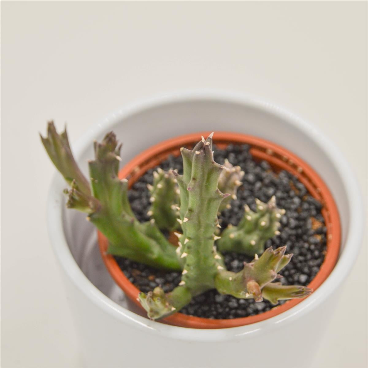 Stapelia Flavopurpurea - 8cm