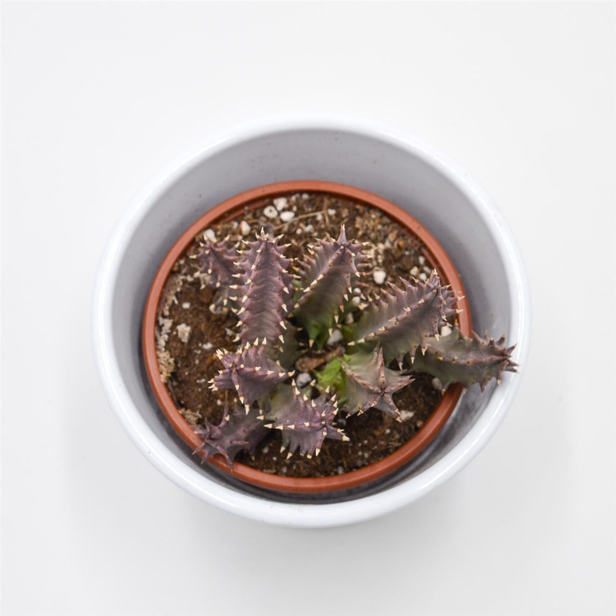 Huernia Pink Eye - 8cm