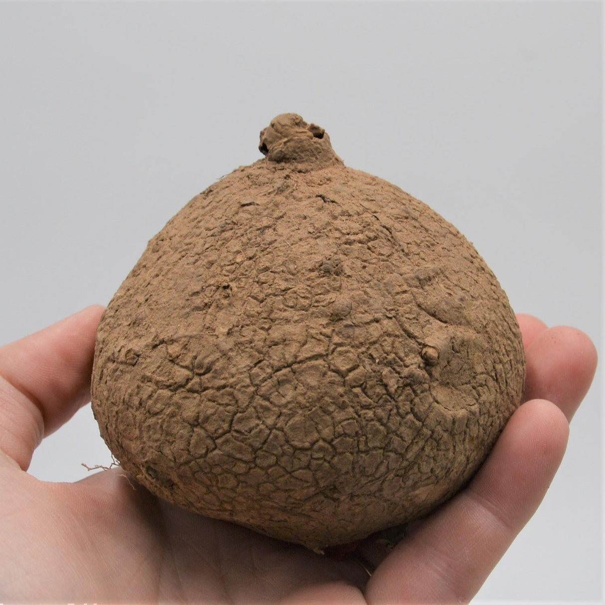 Stephania erecta - Caudex Ø 7-9cm