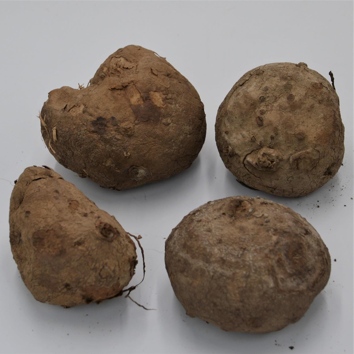 Stephania erecta - Caudex Ø 7-9cm