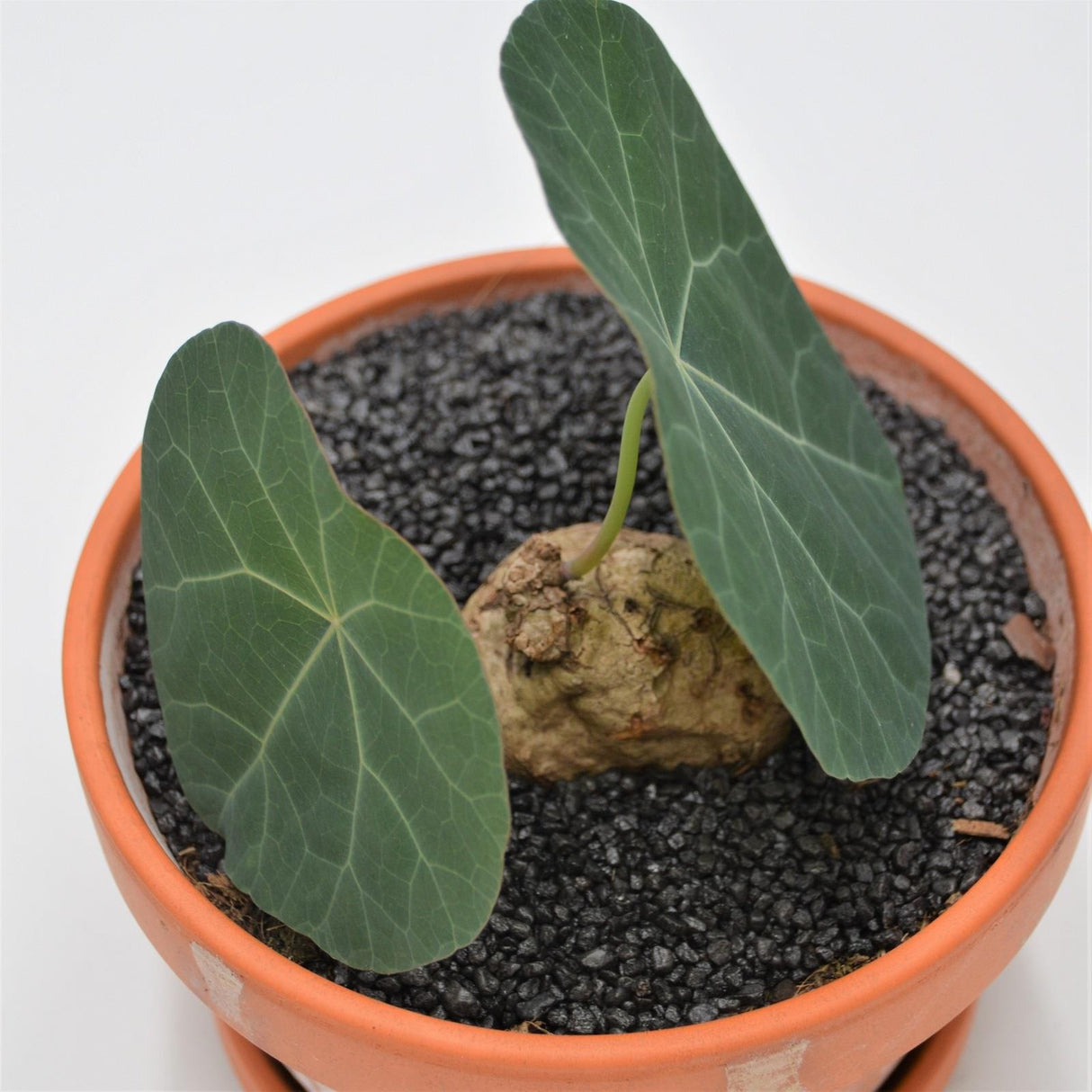 Stephania nova - 15cm im Tontopf