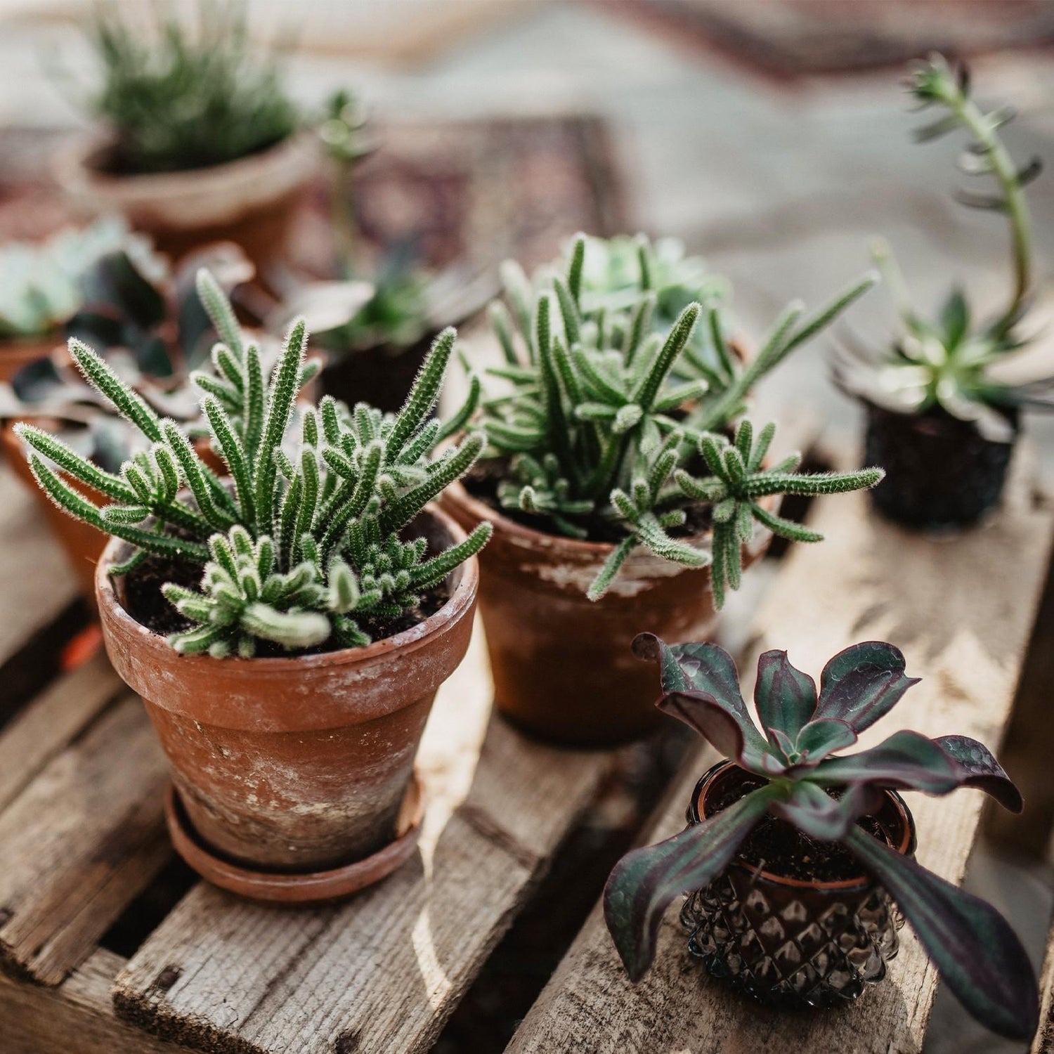 Sukkulenten Wundertüte