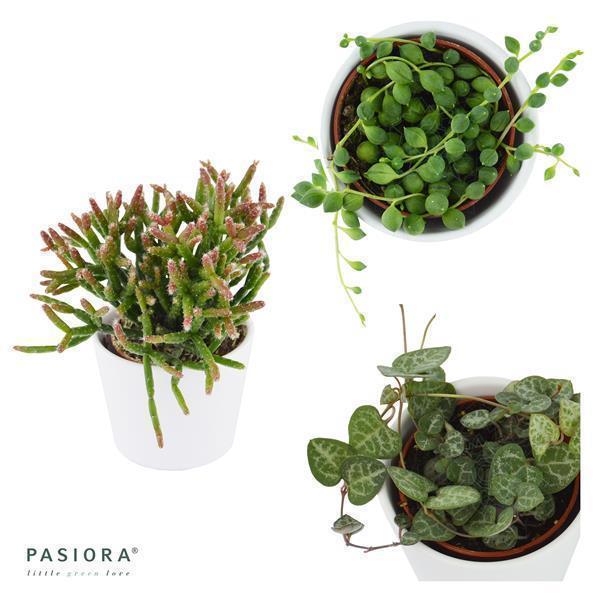 Ikarus Ampelsukkulenten