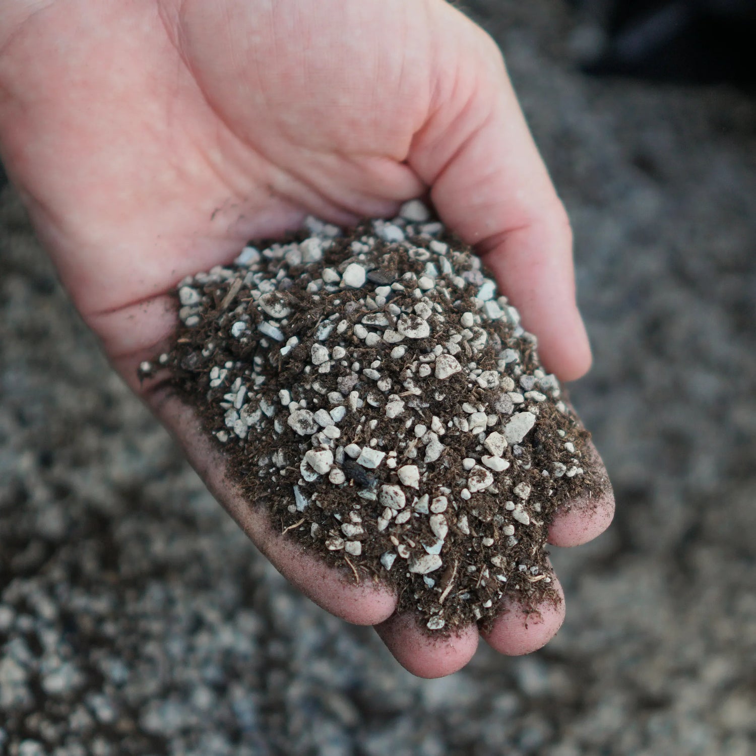 Sukkulenten Spezial-Substrat (vorgemischt)