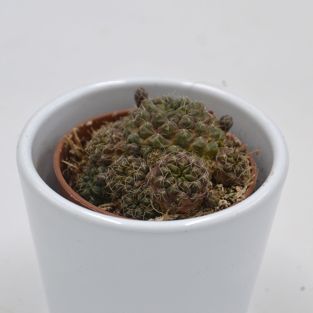 Sulcorebutia canigueralii- 5,5cm