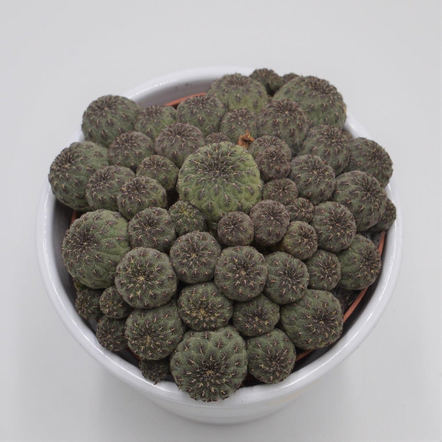 Sulcorebutia rauschii - 10,5cm