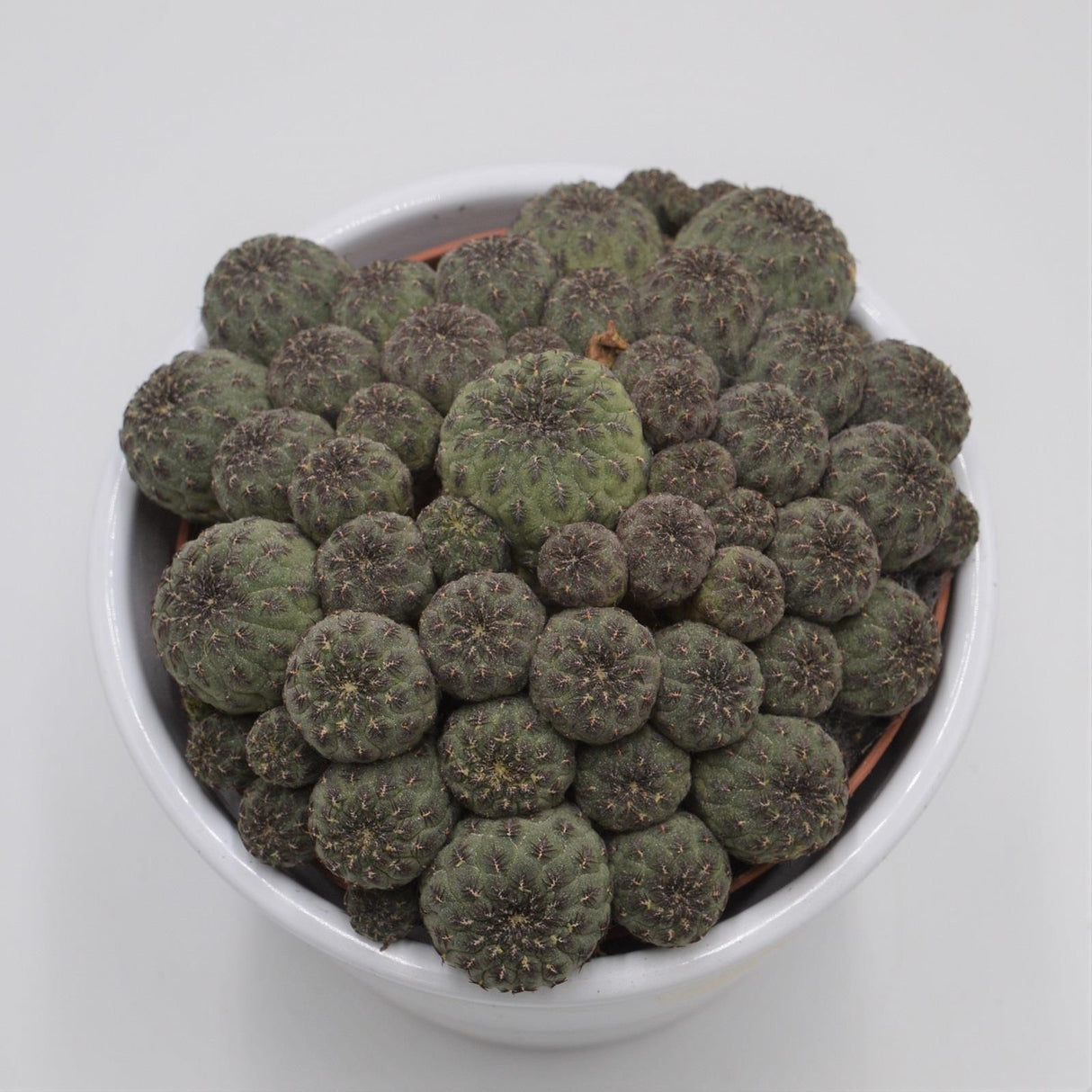 Sulcorebutia rauschii - 10,5cm