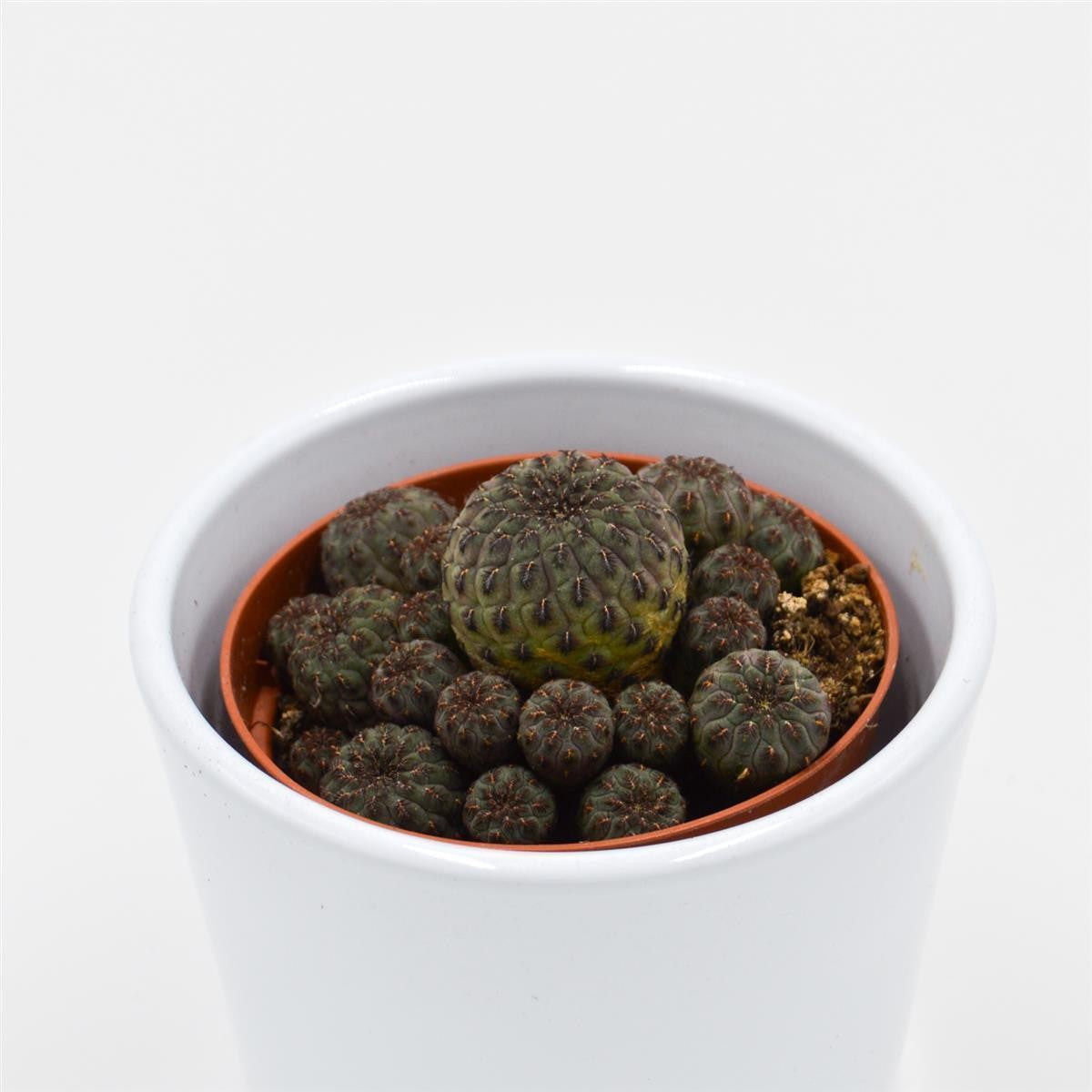 Sulcorebutia rauschii Violet - 8,5cm