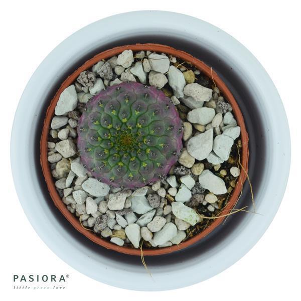 Sulcorebutia rauschii Violet - 5,5cm