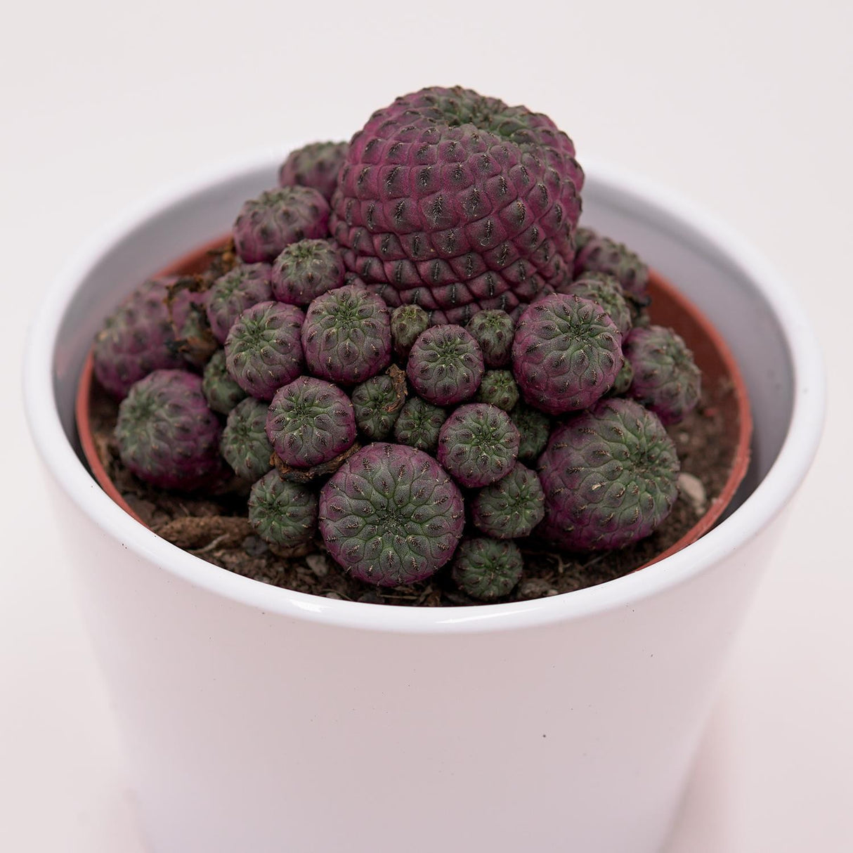 Sulcorebutia rauschii Violet - 10,5cm