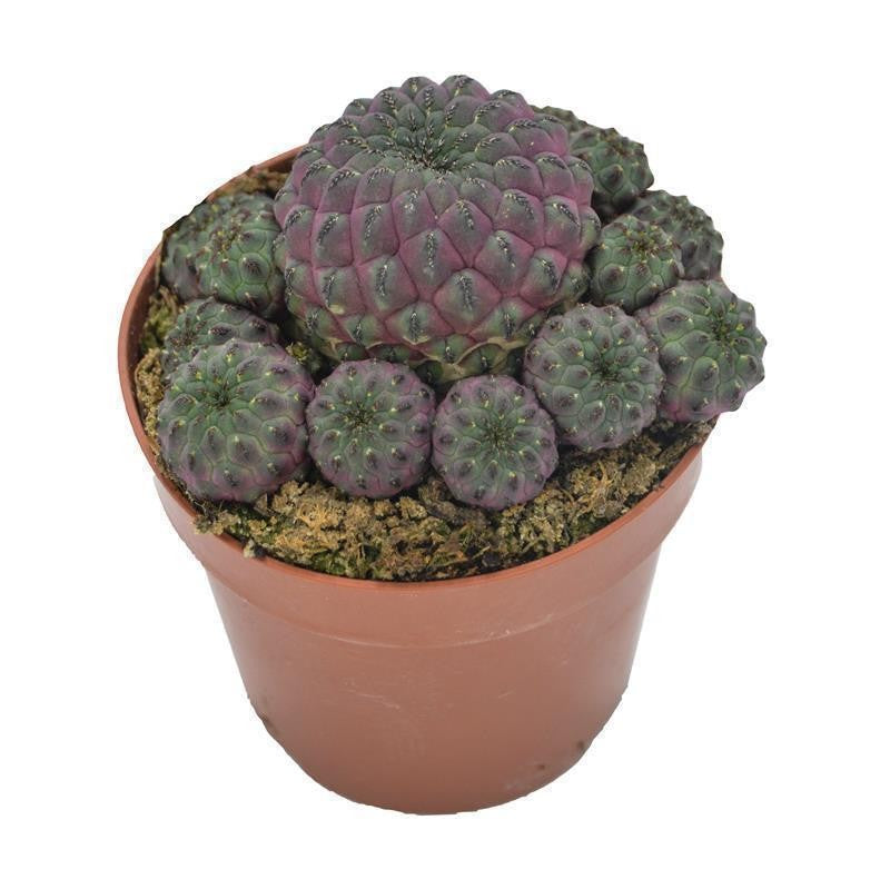 Sulcorebutia rauschii Violet - 10,5cm