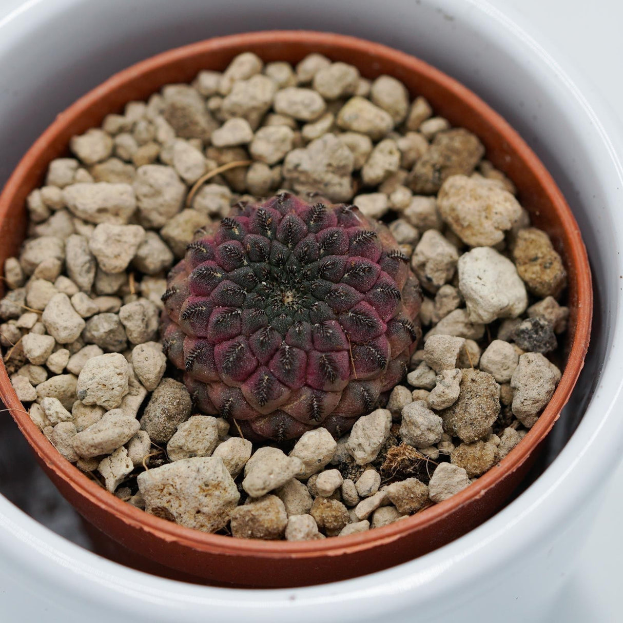 Sulcorebutia rauschii Violet - 5,5cm
