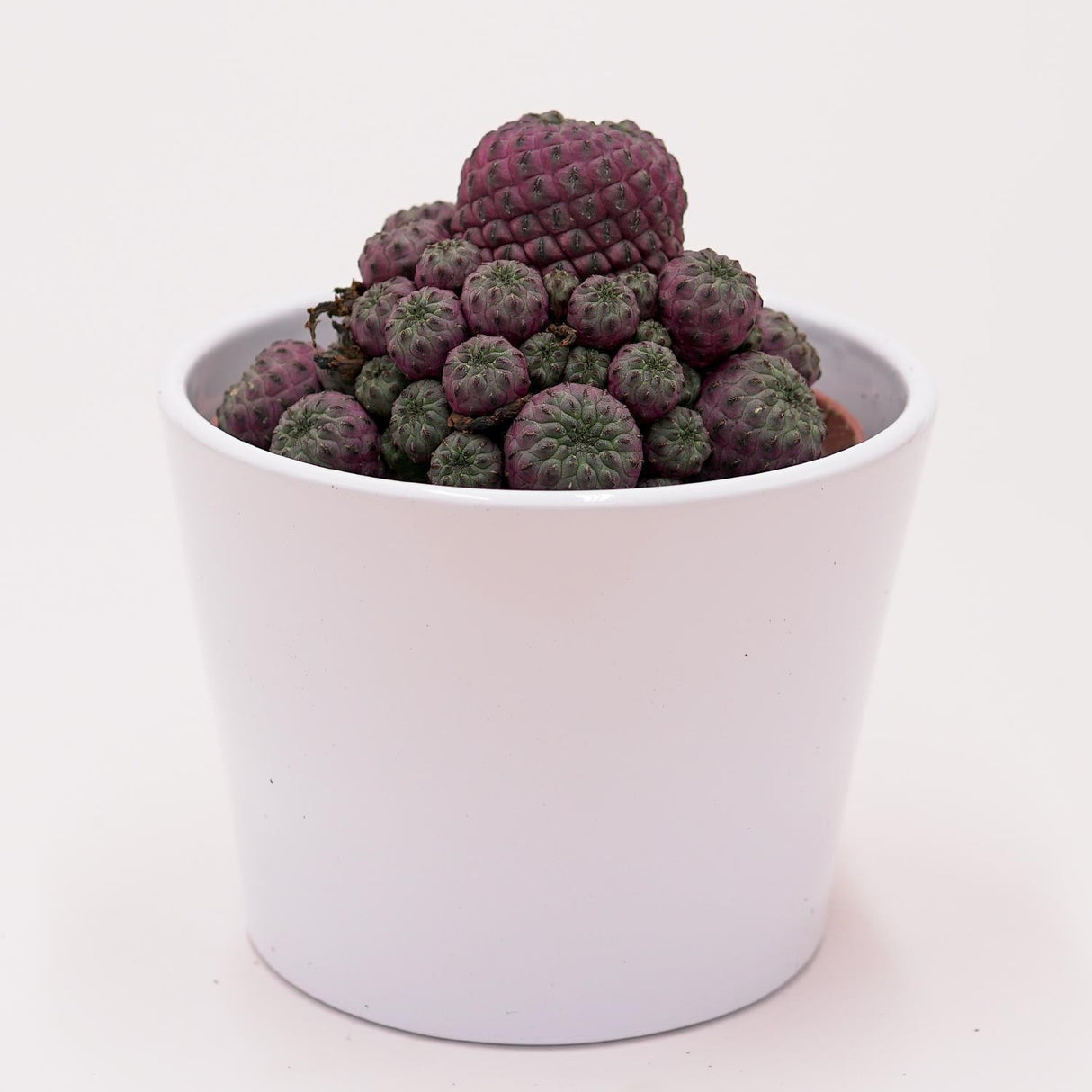 Sulcorebutia rauschii Violet - 10,5cm