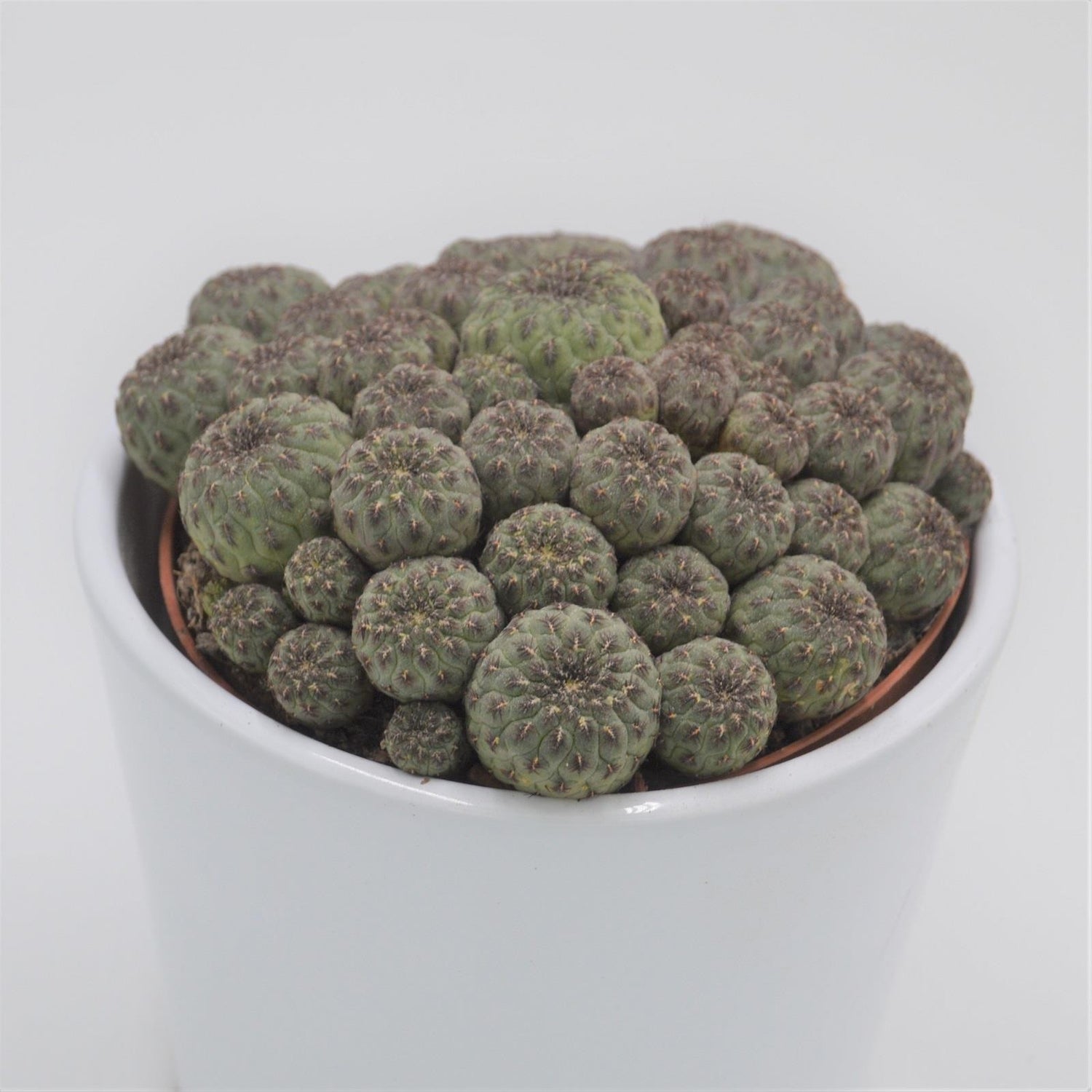 Sulcorebutia rauschii - 10,5cm