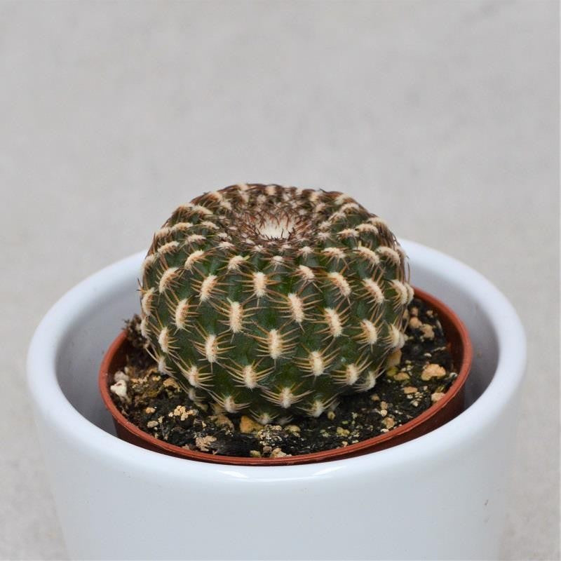 Sulcorebutia arencea - 5,5cm