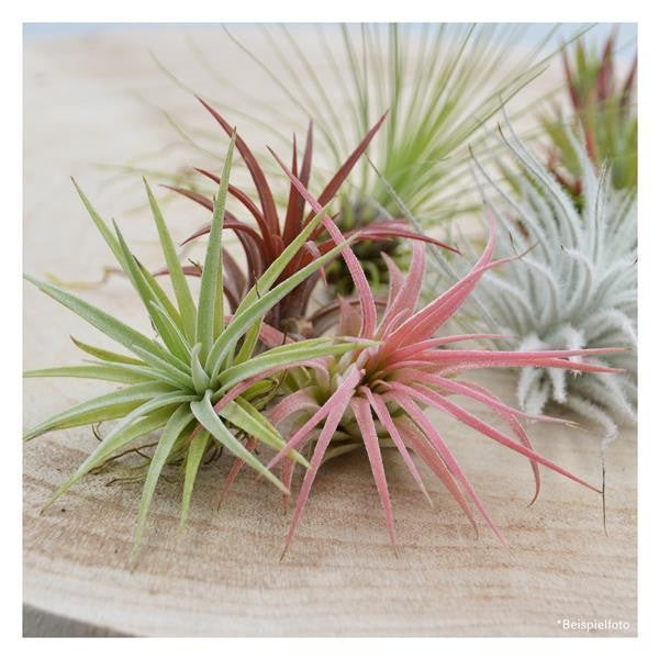 Tschakka Tillandsia, 3 Stück
