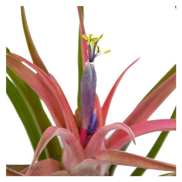 Tillandsia brachycaulos var. multiflora
