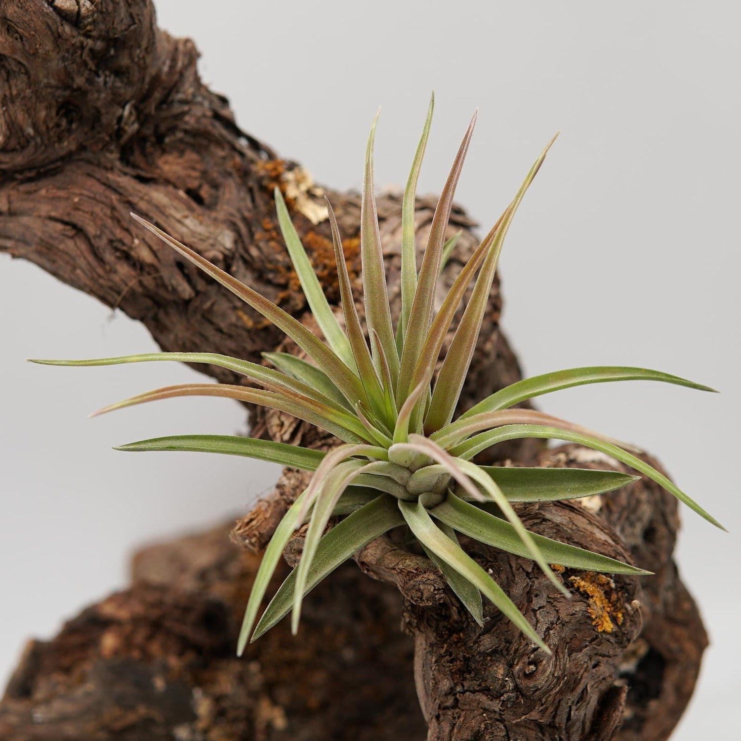 Tillandsia brachycaulos var. multiflora