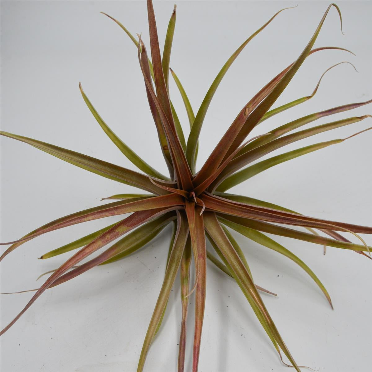 Tillandsia brachycaulos var. multiflora XL