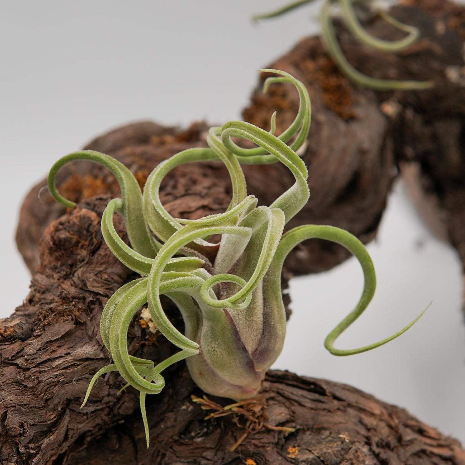 Tillandsia caput-medusae