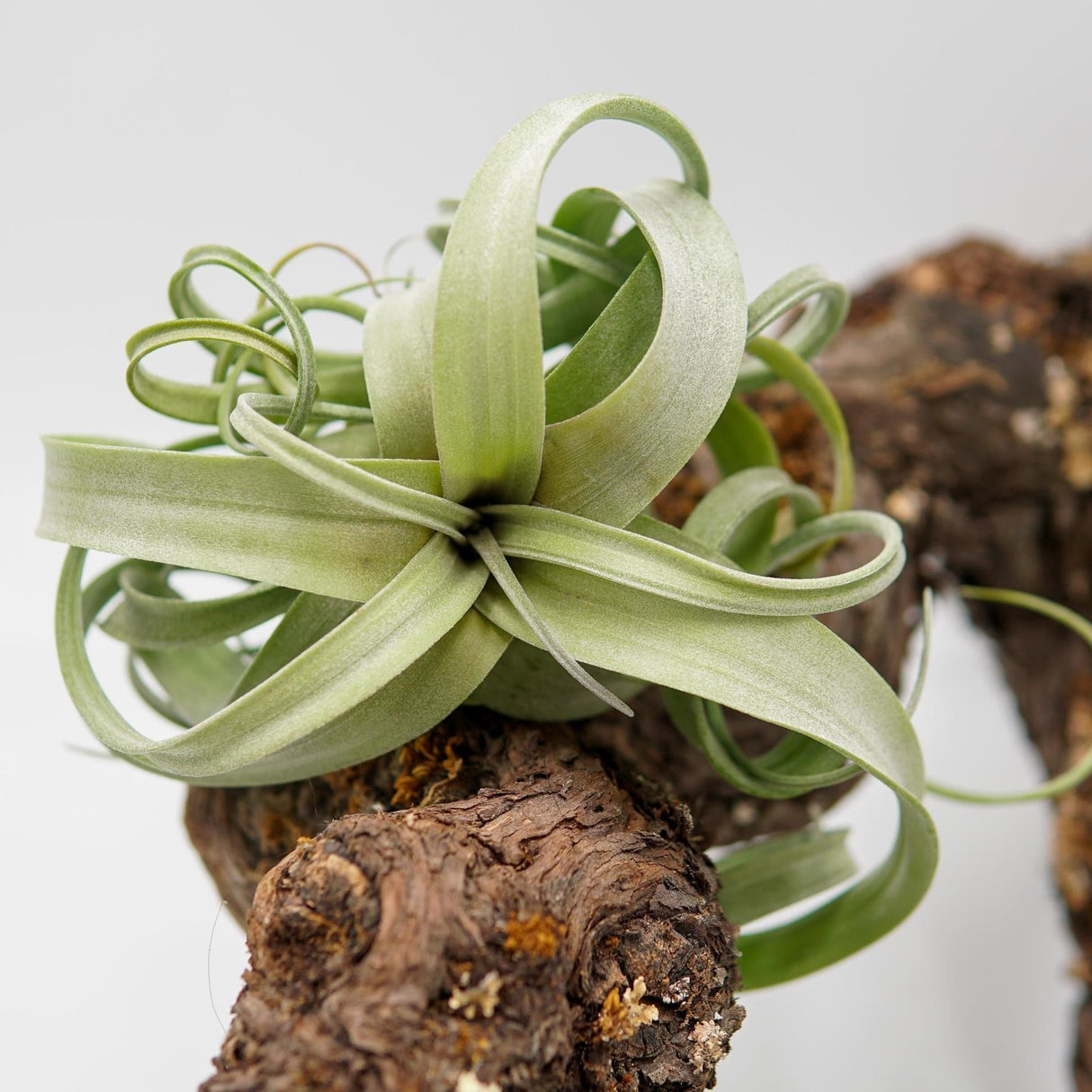 Tillandsia Curly Slim