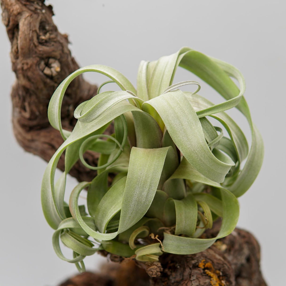 Tillandsia Curly Slim