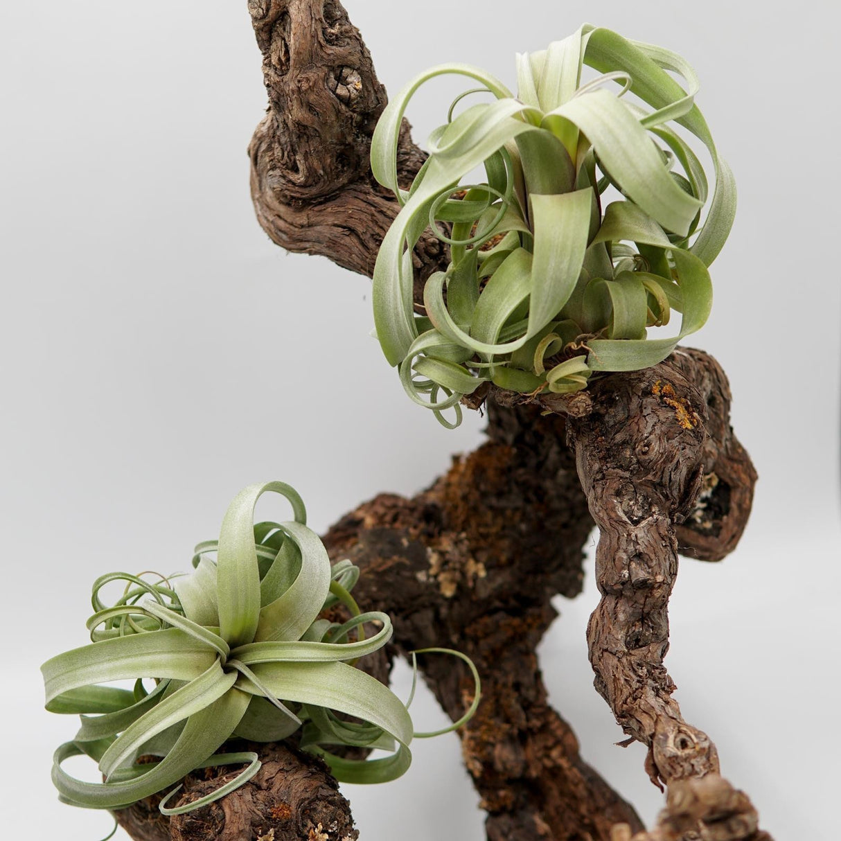 Tillandsia Curly Slim