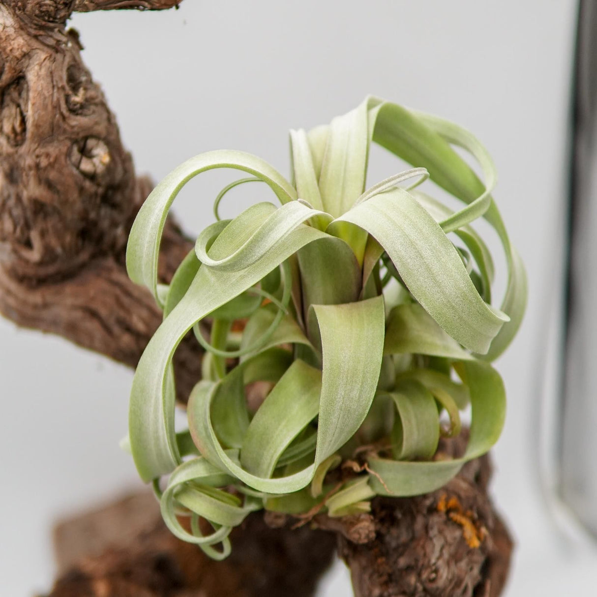 Tillandsia Curly Slim
