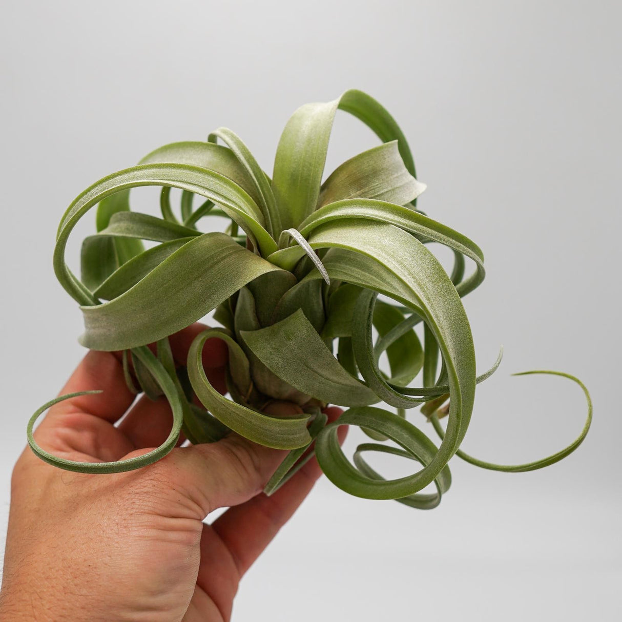 Tillandsia Curly Slim
