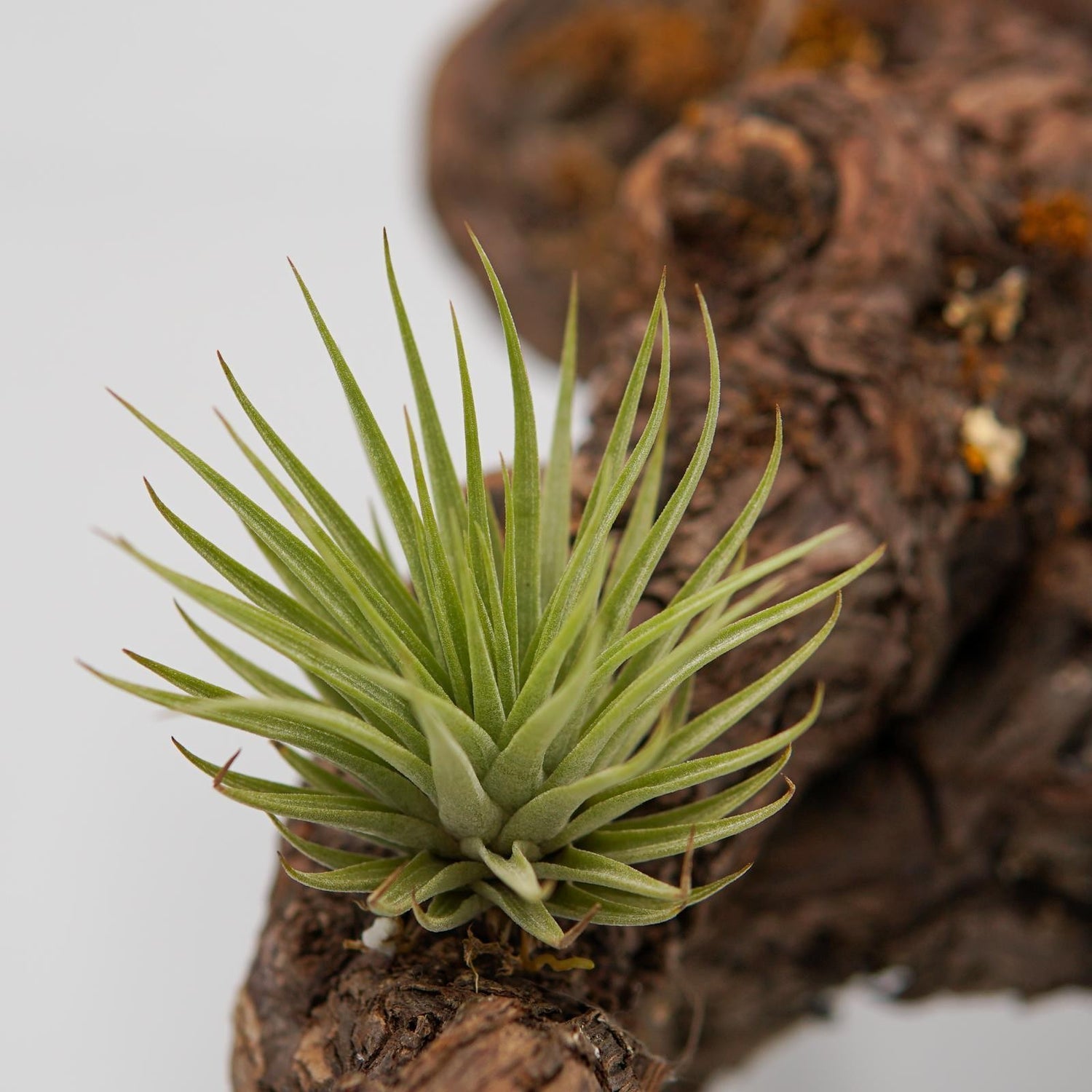 Tillandsia espinosae
