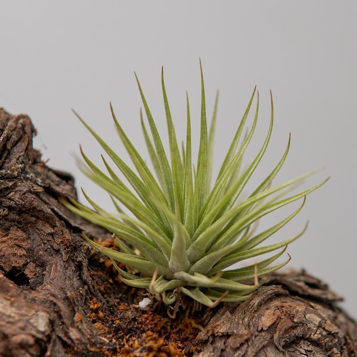 Tillandsia espinosae