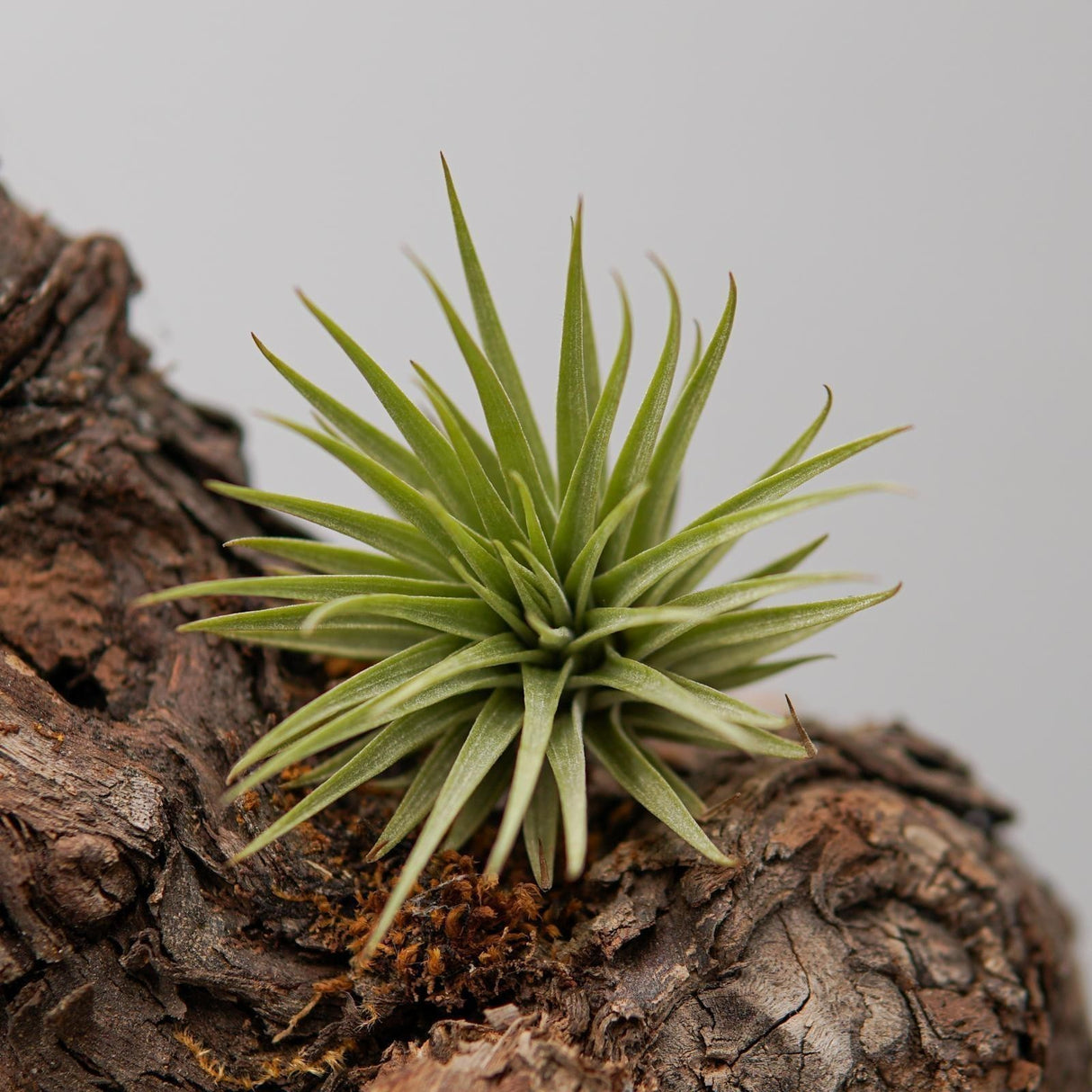 Tillandsia espinosae