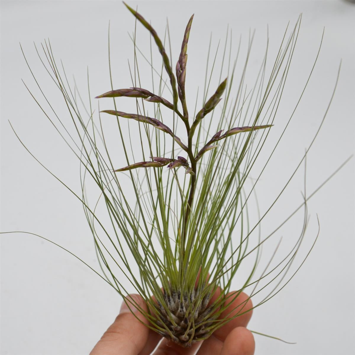 Tillandsia filifolia