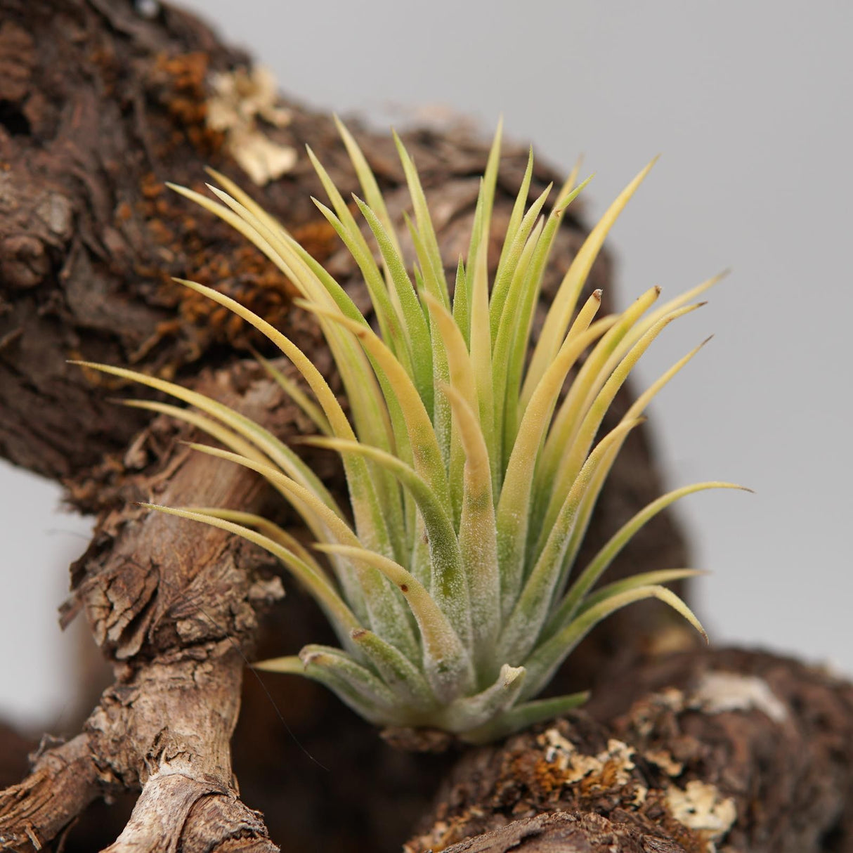 Tillandsia ionantha Druid