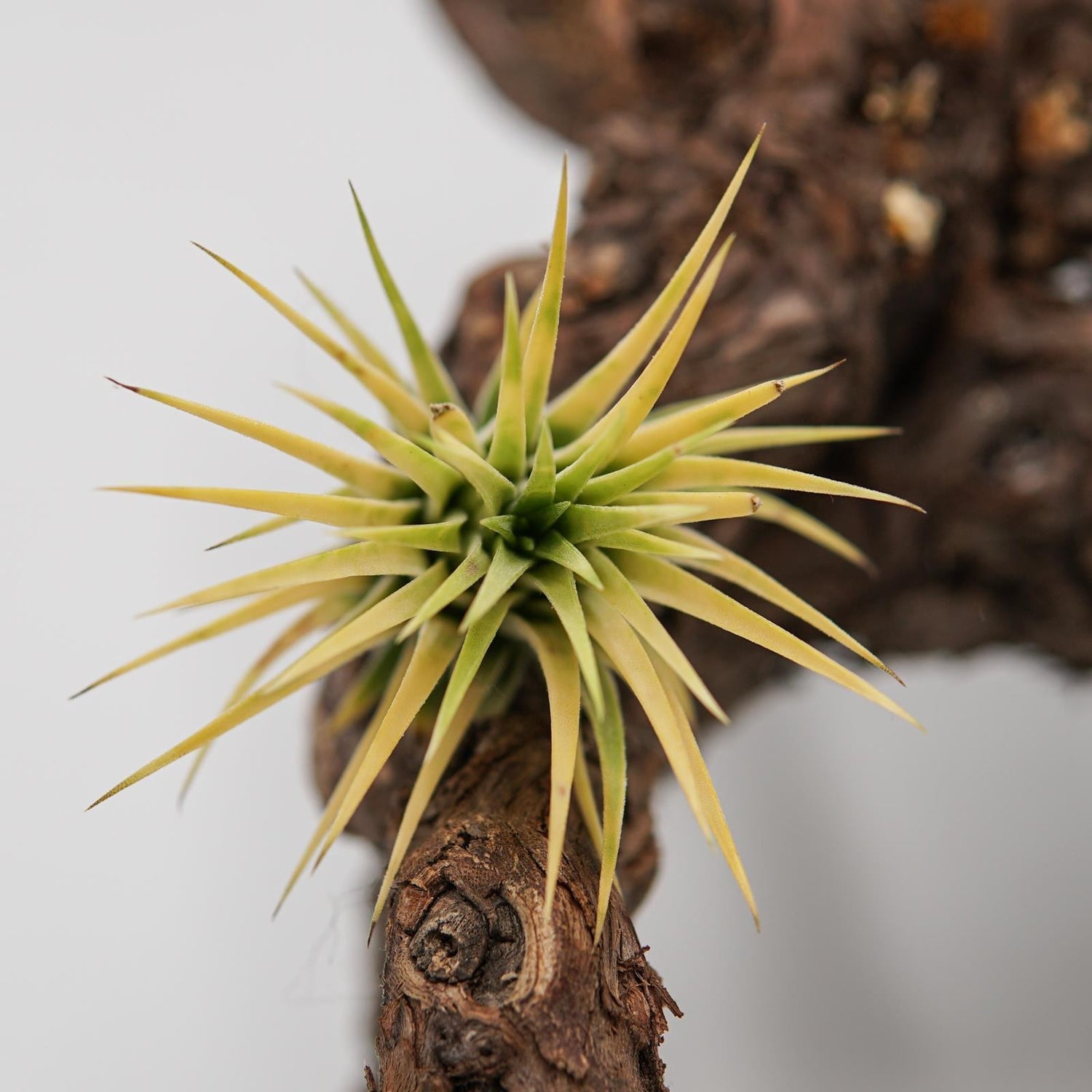 Tillandsia ionantha Druid