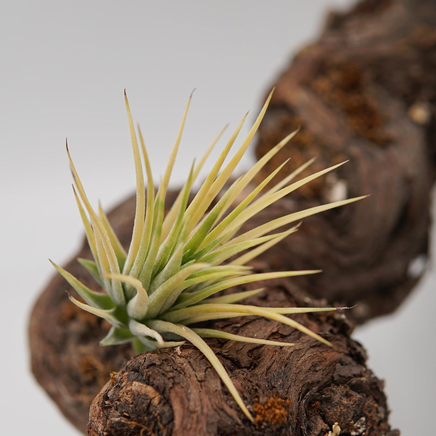 Tillandsia ionantha Druid