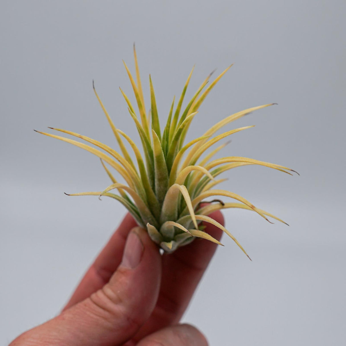Tillandsia ionantha Druid
