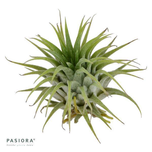 Tschakka Tillandsia, 3 Stück