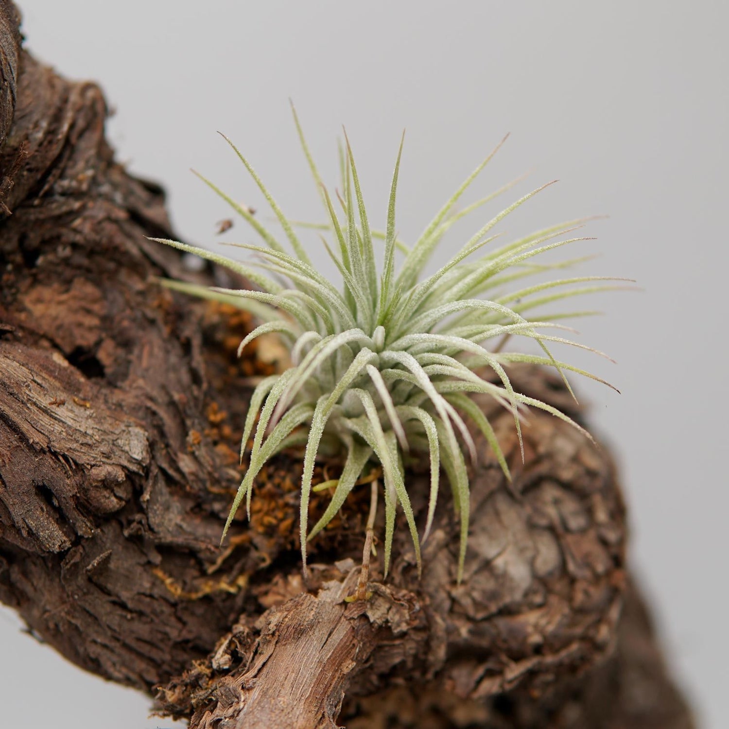 Tillandsia ionantha var. ionantha